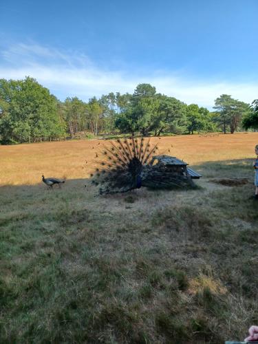 babeb950-22f3-4718-91b4-d0dd1db4e65a (1)