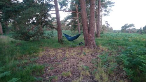 mAsh-hammock